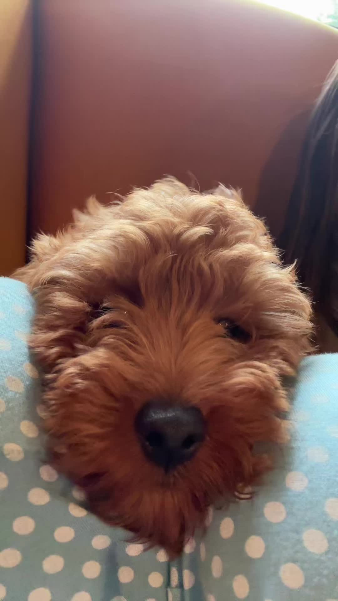 @aguadecocoenjoyer