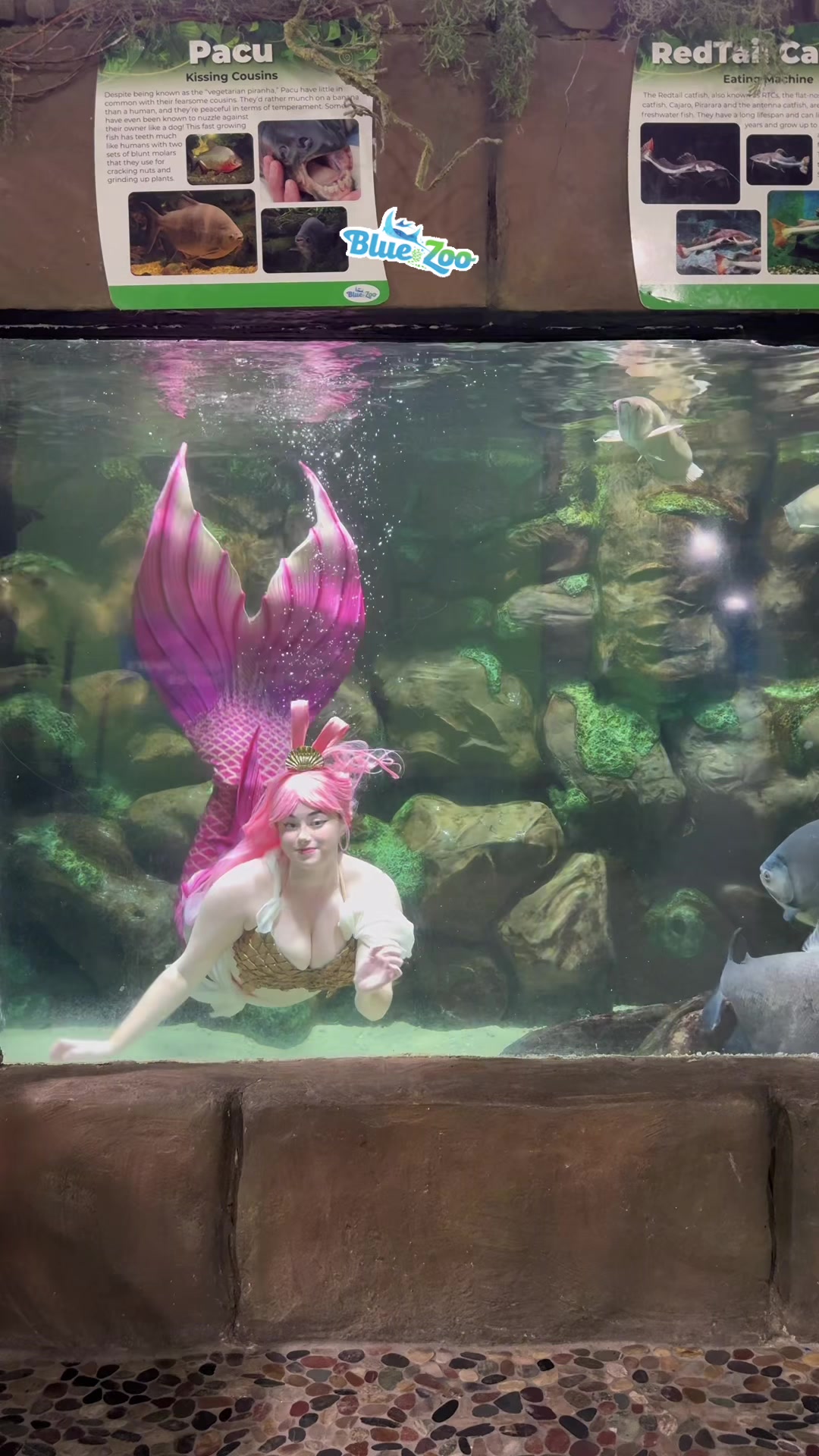 @Rose the Mermaid