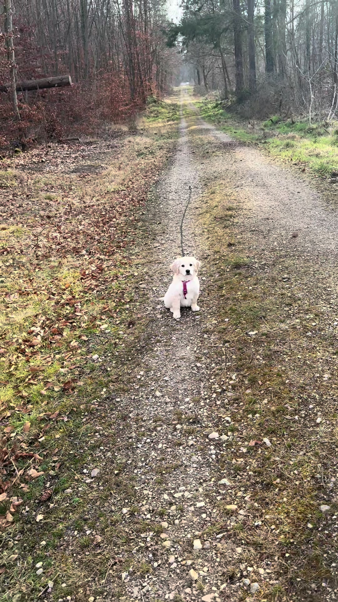 @The_Golden_Shila