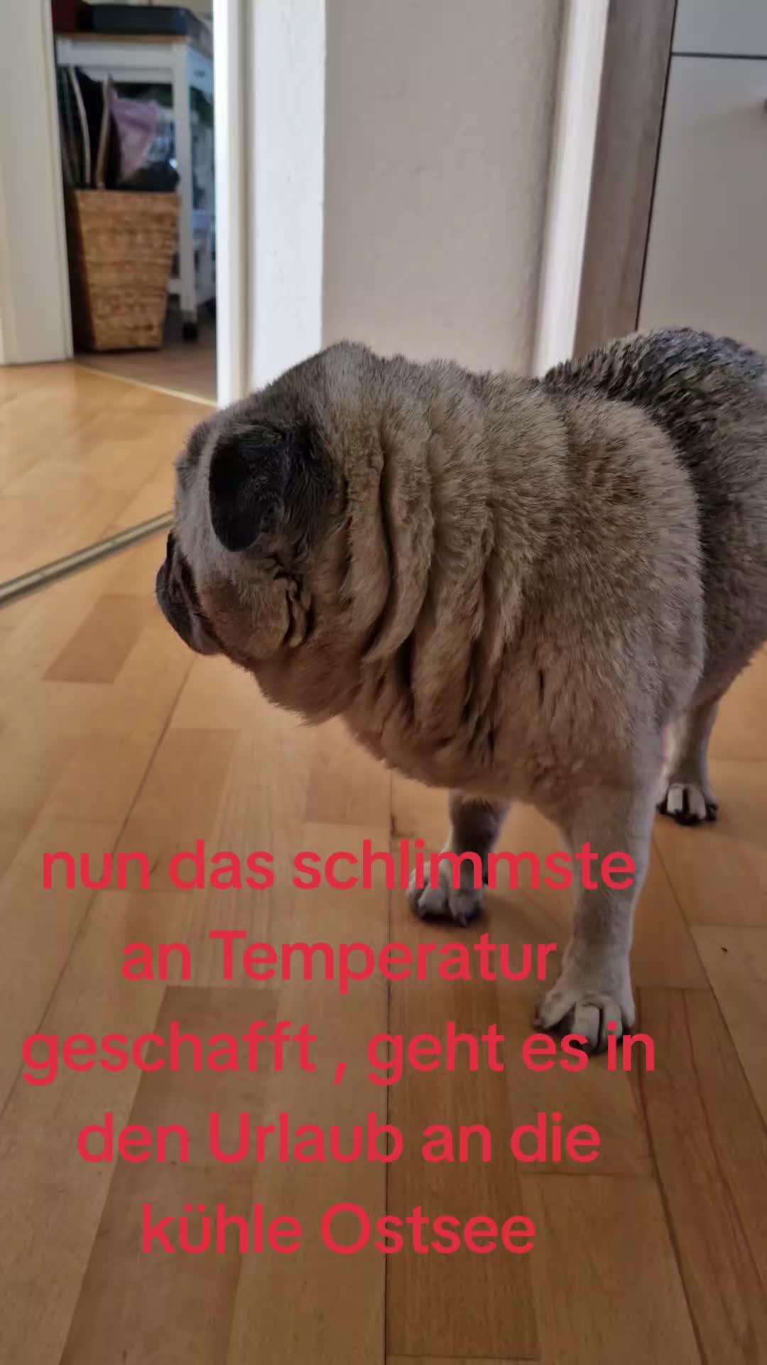 @Britti_Syke_Mops