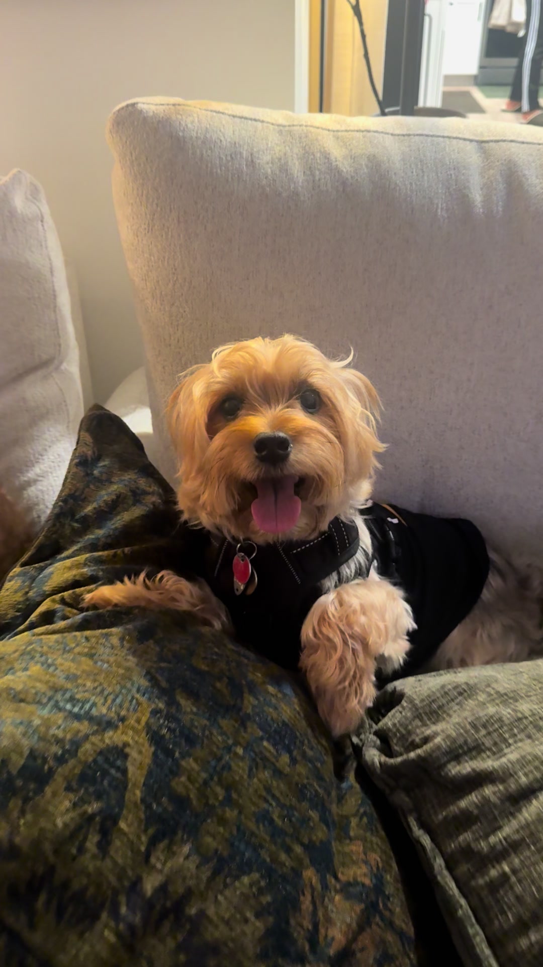 @masonyorkieandmom18