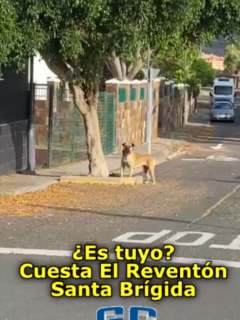 @grancanariatv