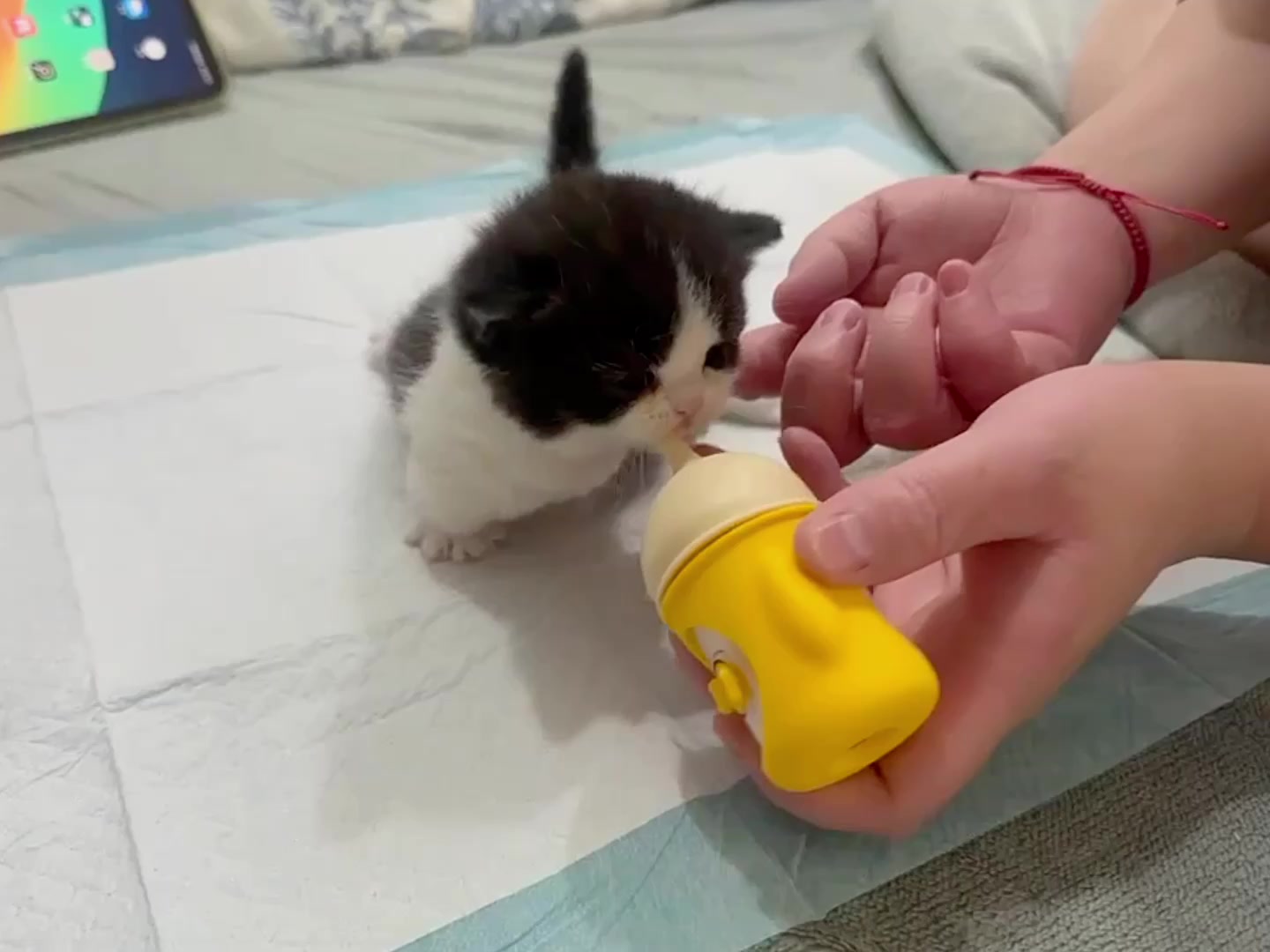 @catbosssss