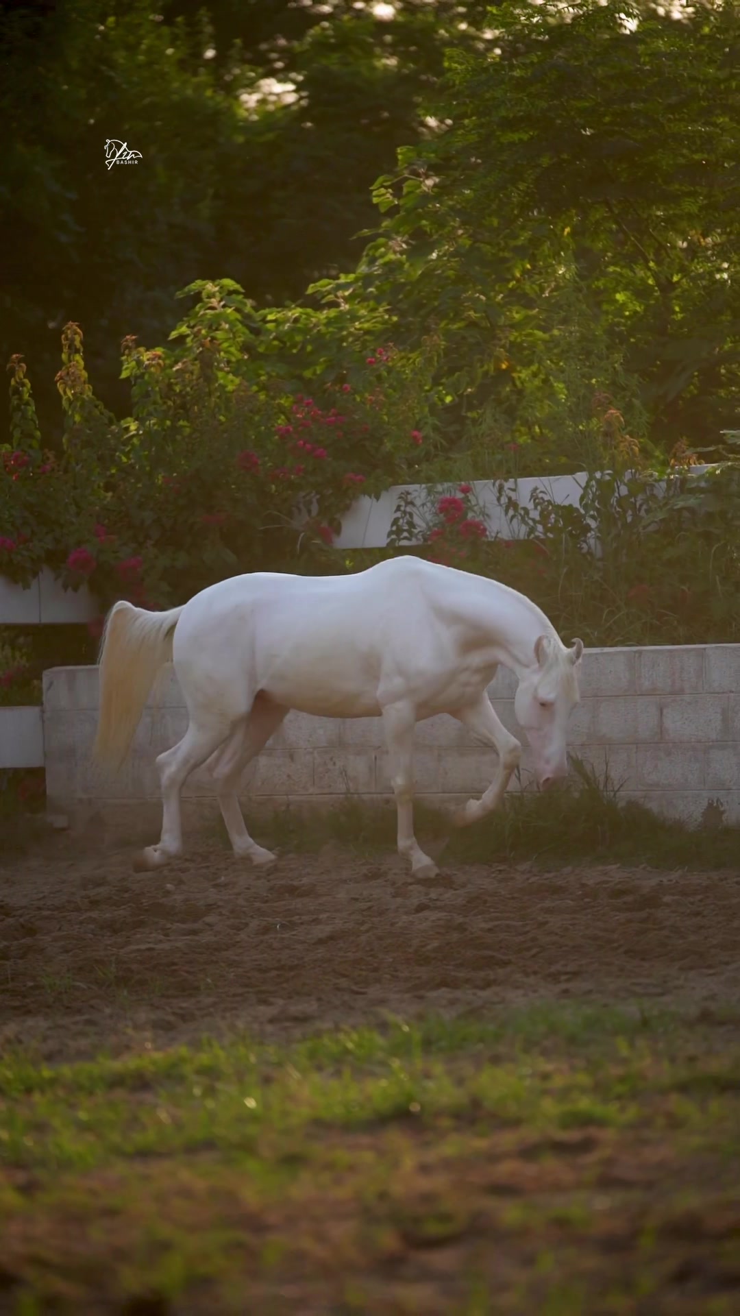 @SUNRISE STUD FARMS RAWALPINDI