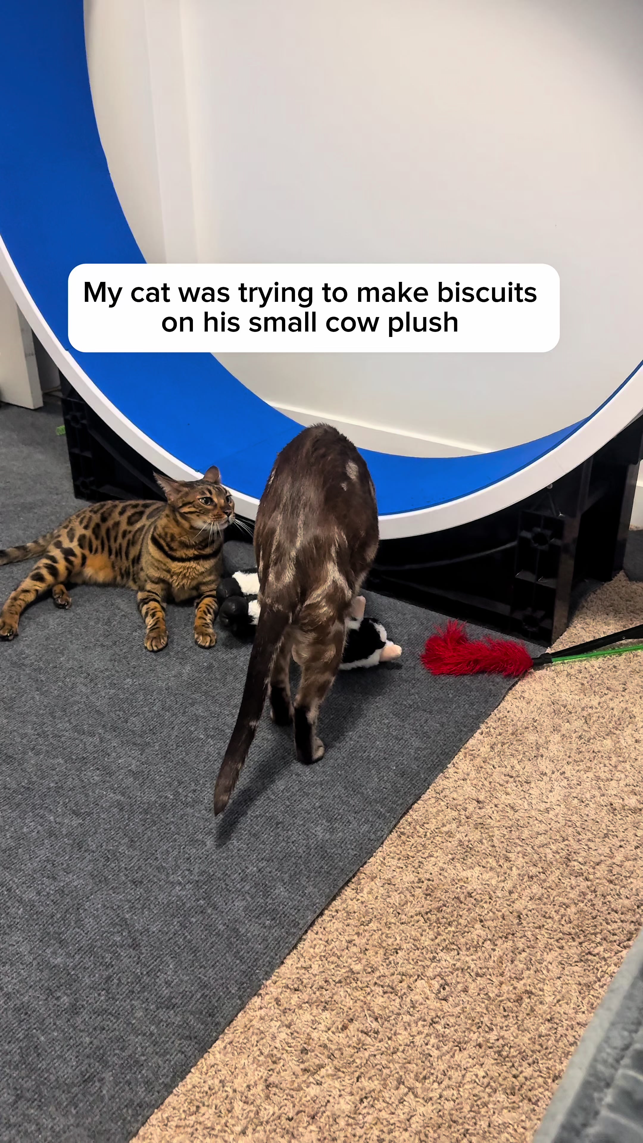 @Three Nawty Cats