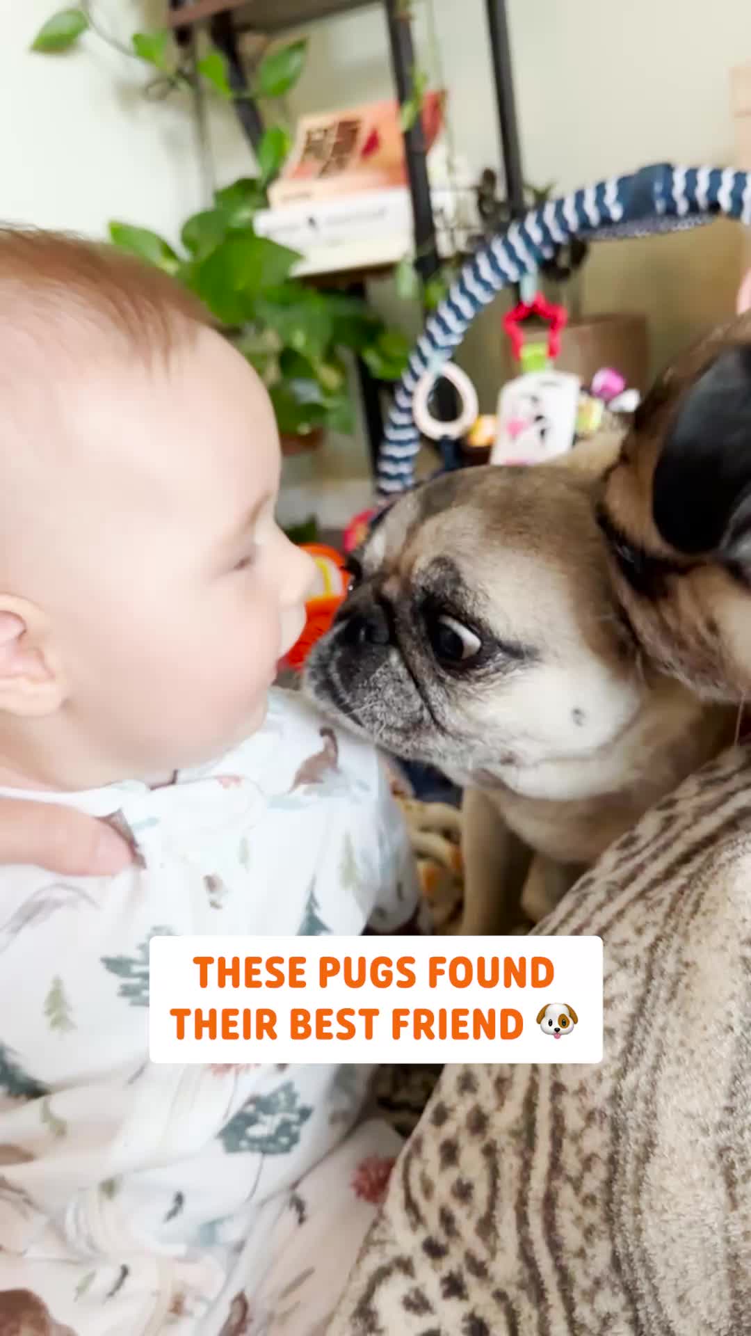 @Pawsome Pets