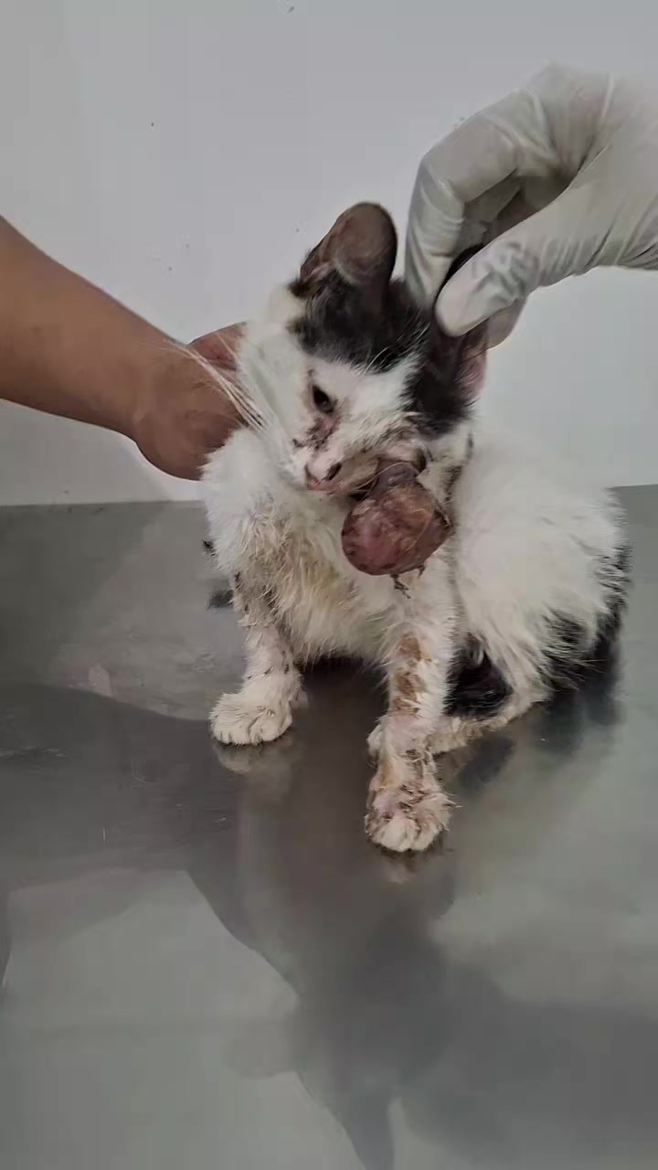 @mylharescues
