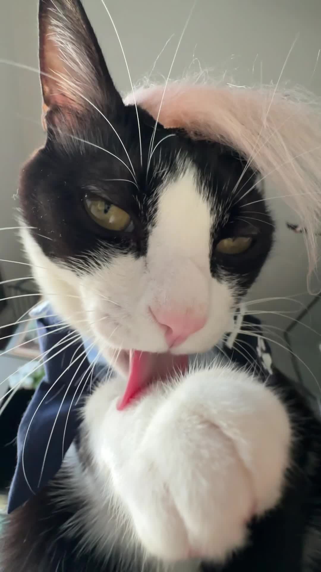 @Licking Cat