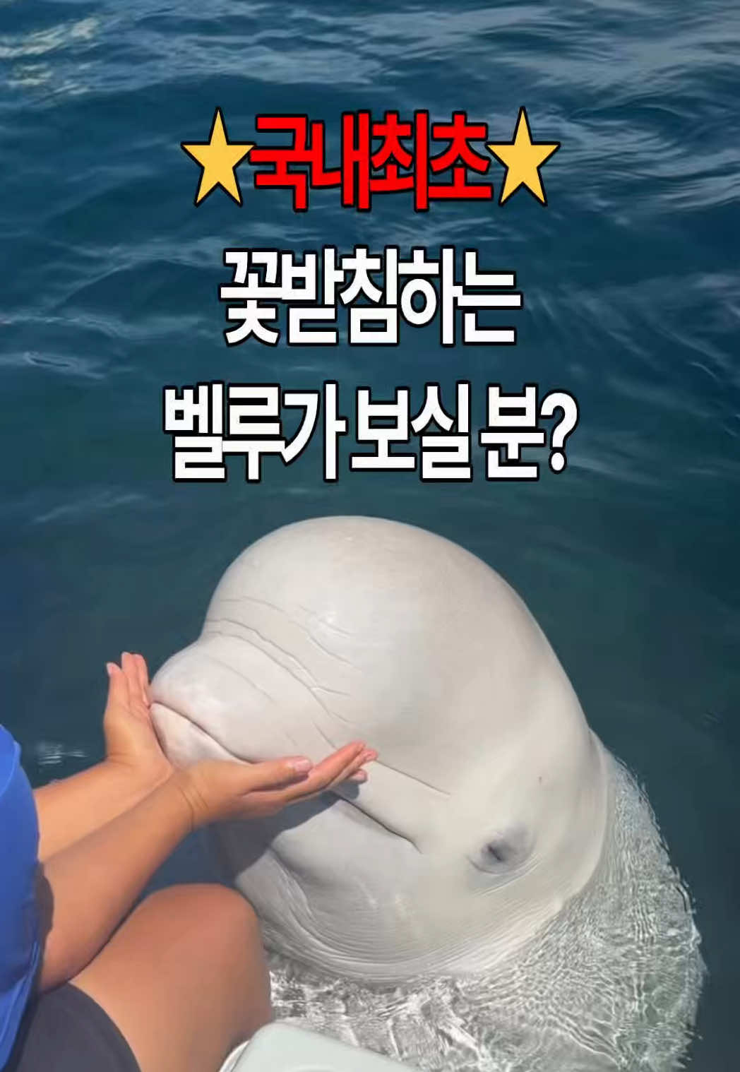 @DolphinTok