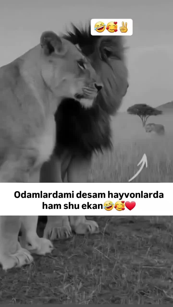 @🐣Seviin&ccedil;🐥