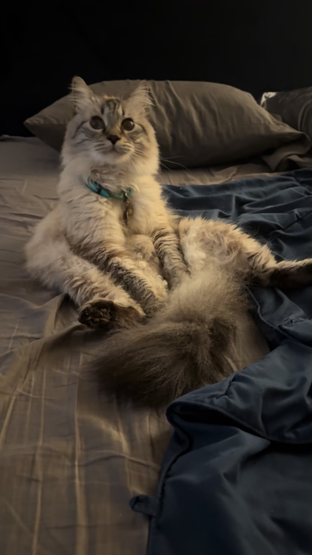 @Brock Meowsnar