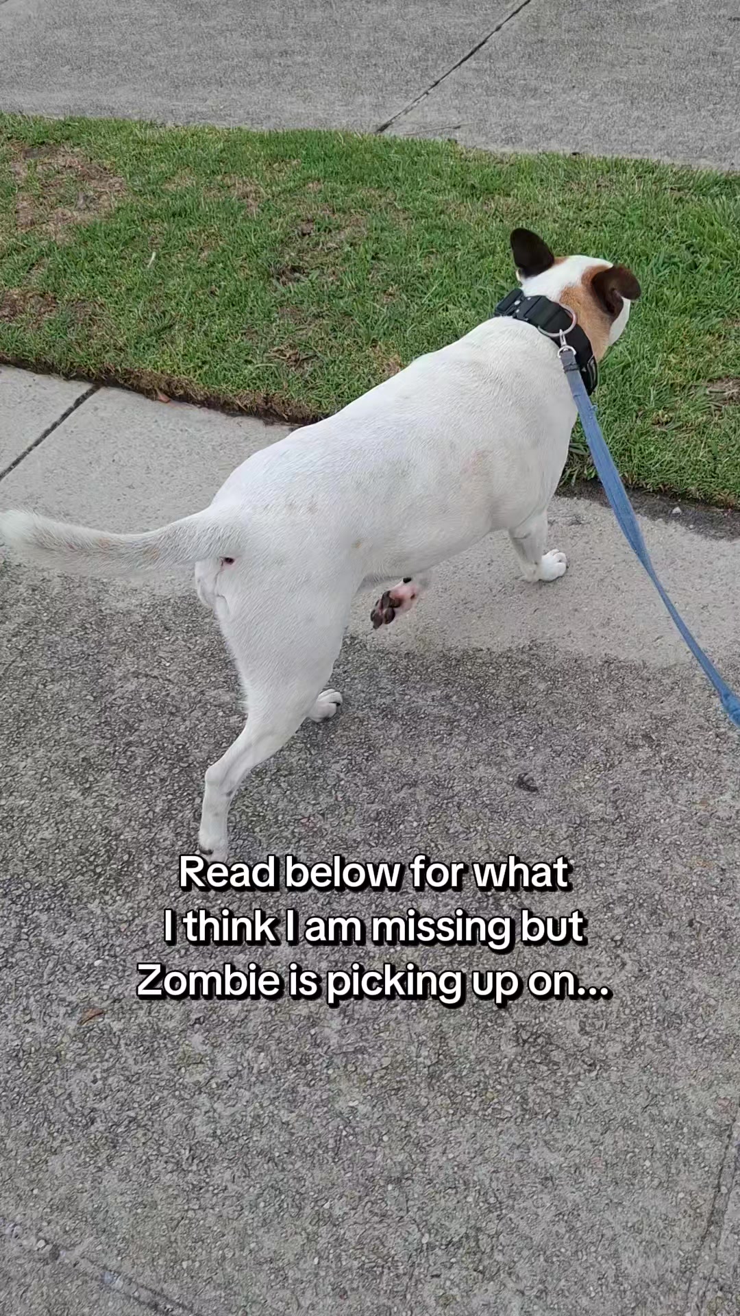 @dogs_and_stuff_8
