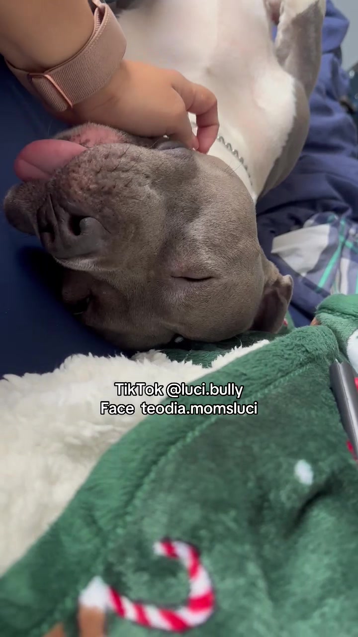 @luci.bully
