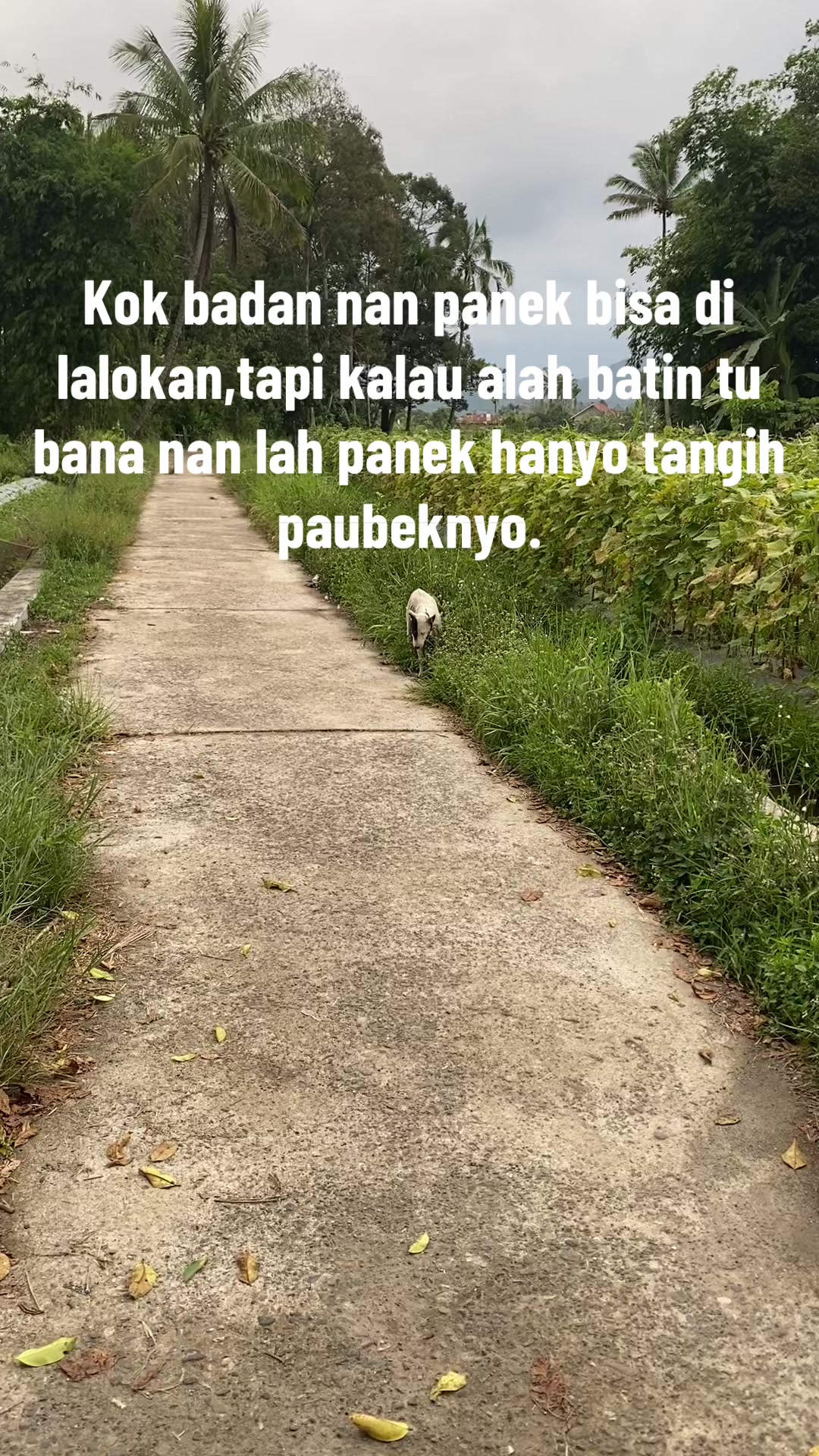 @Jabua