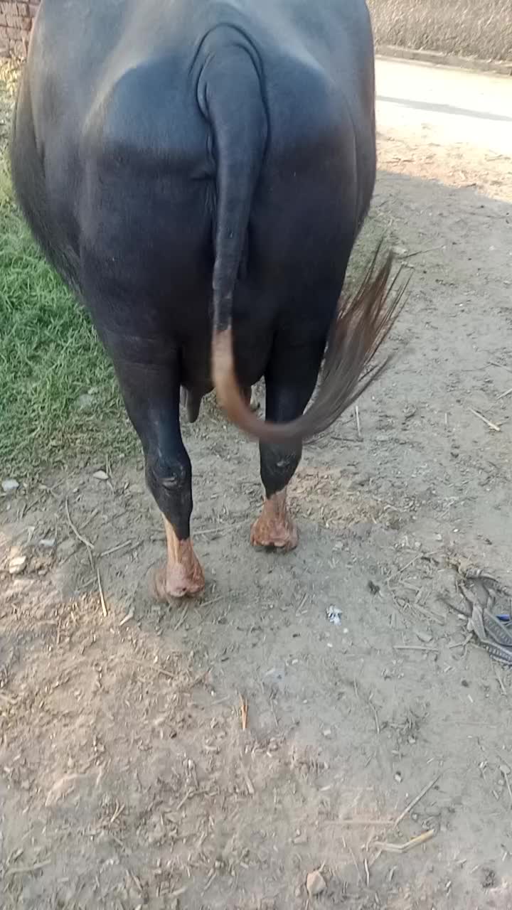 @yasirghumman47