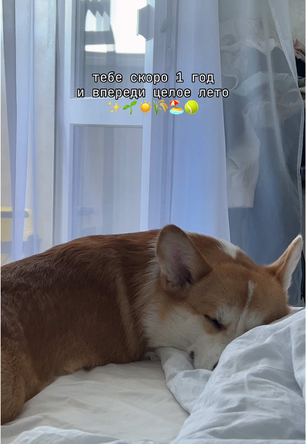 @corgimom.alntz
