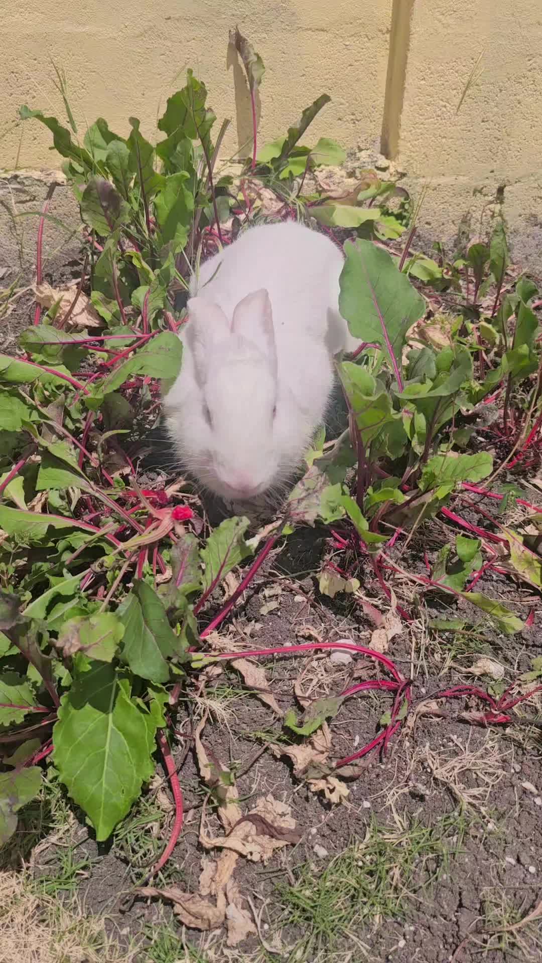 @MixedPetCollective