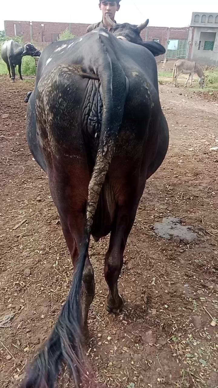 @yasirghumman47