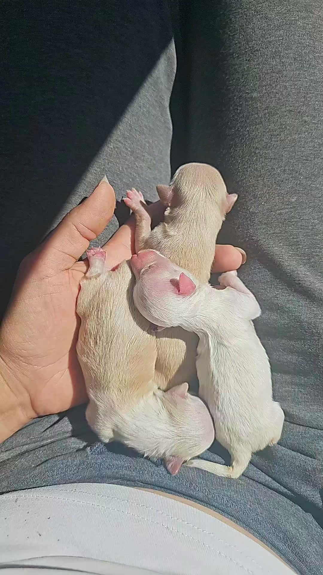@cats&dogs)