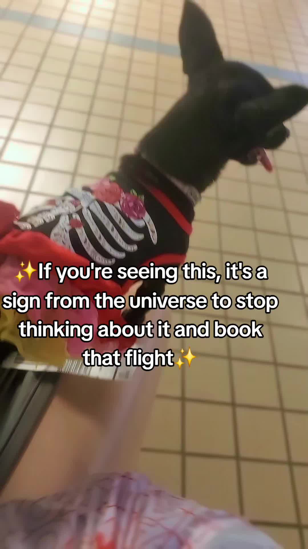 @zebralibra16