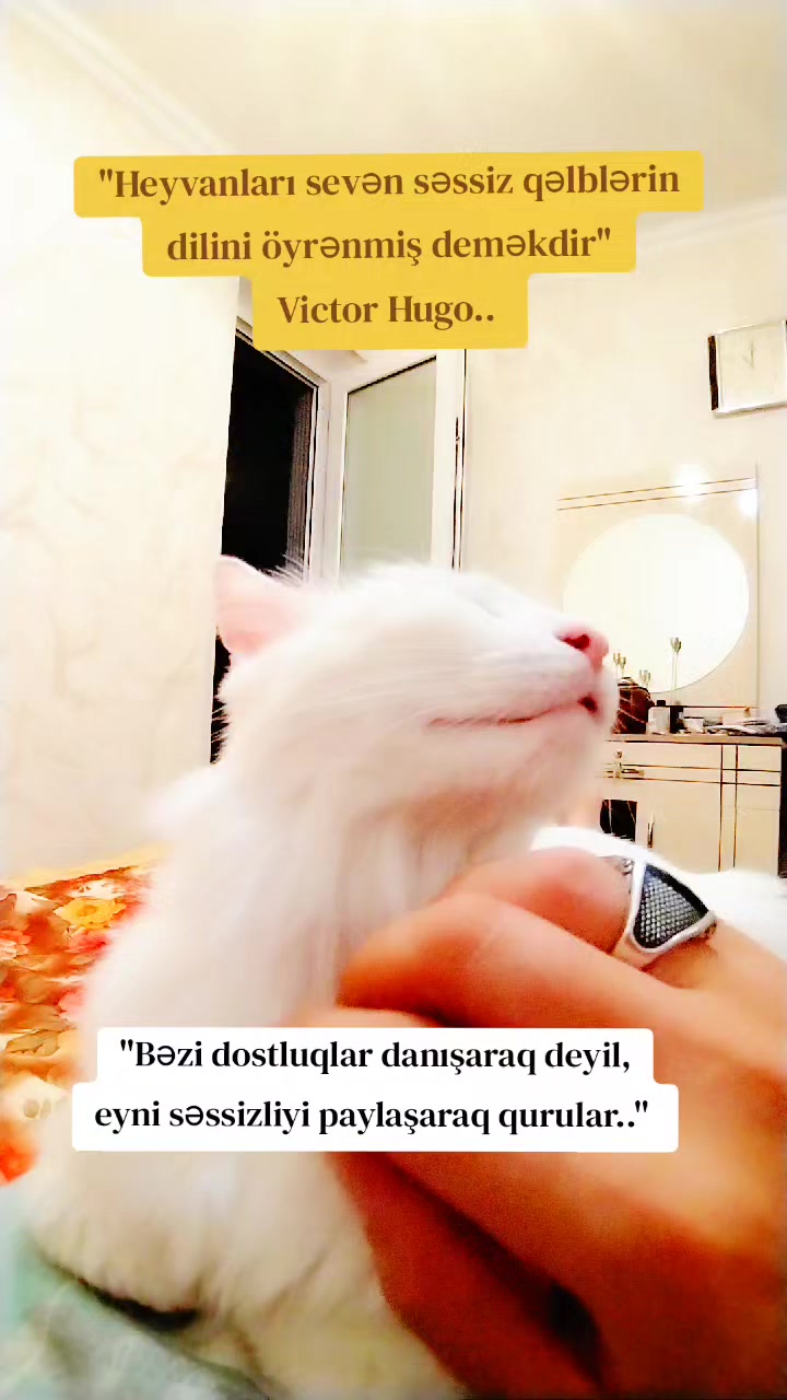 @Kedi_BULUT
