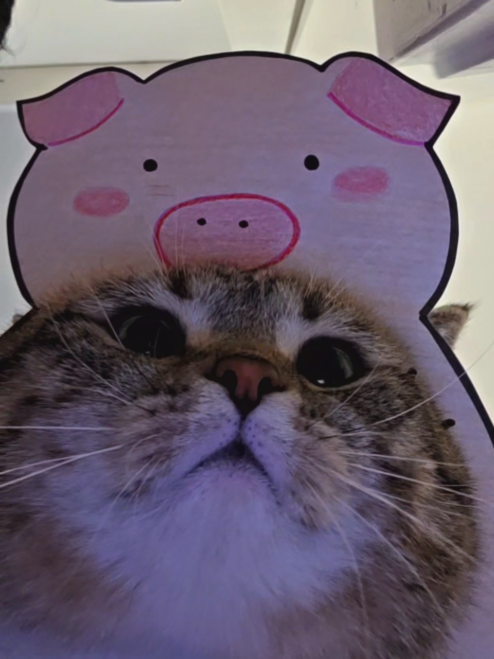 @Luka