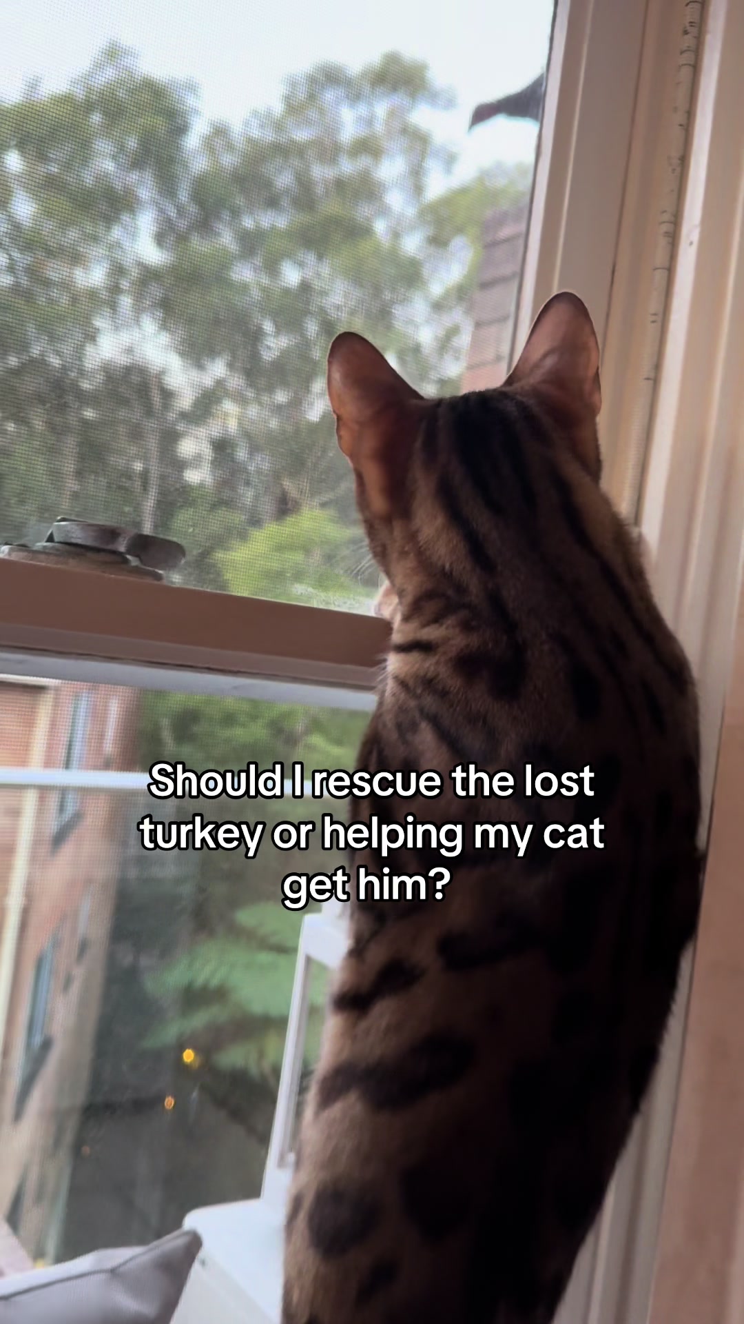 @mitmitcats