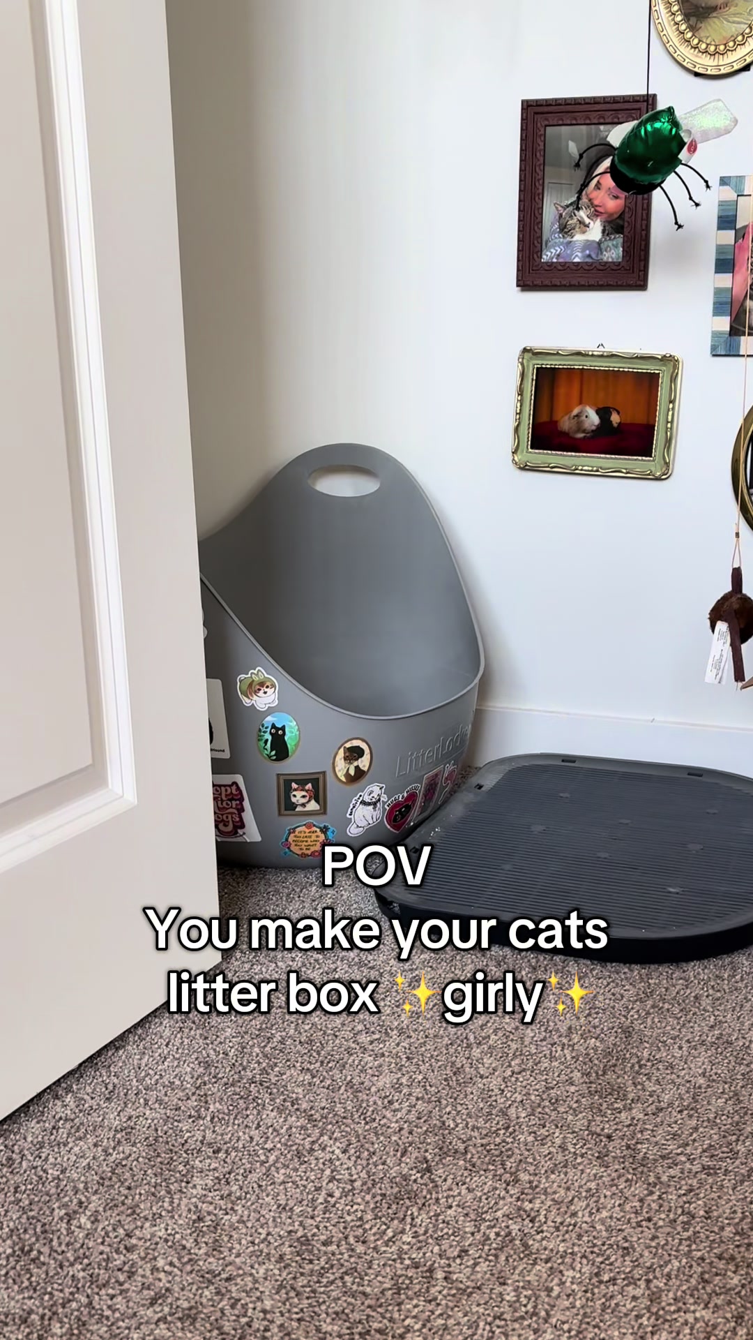 @poppytherescuecat_