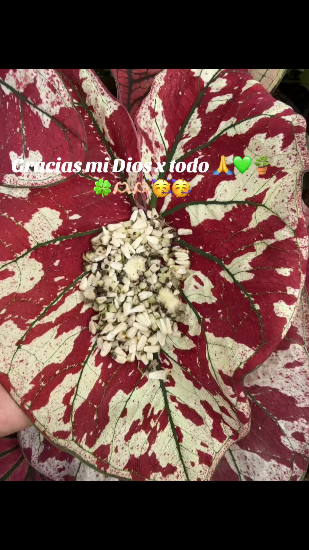 @Gianna.Plants 💚🍀🪴🇵🇪