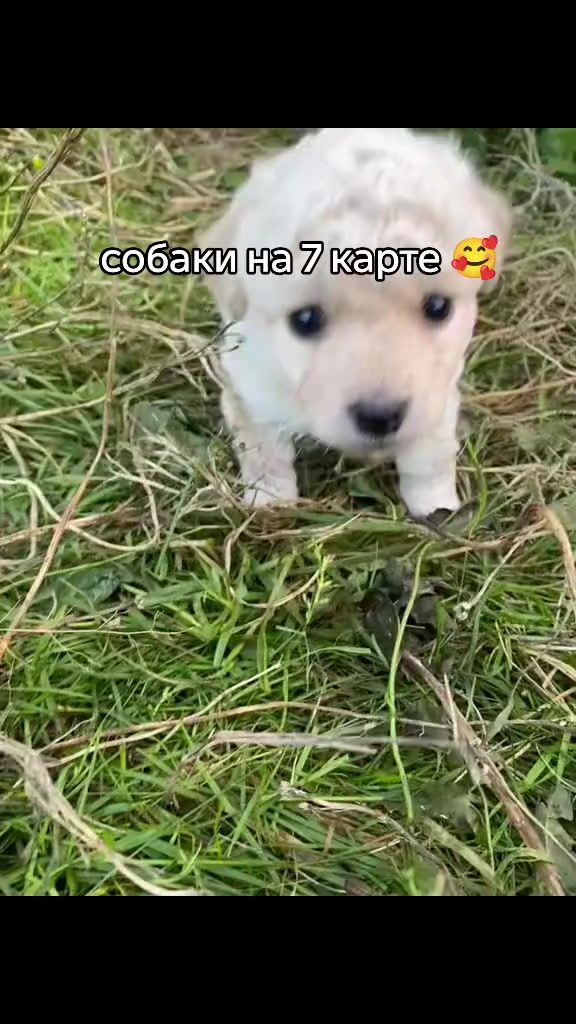 @kuzya