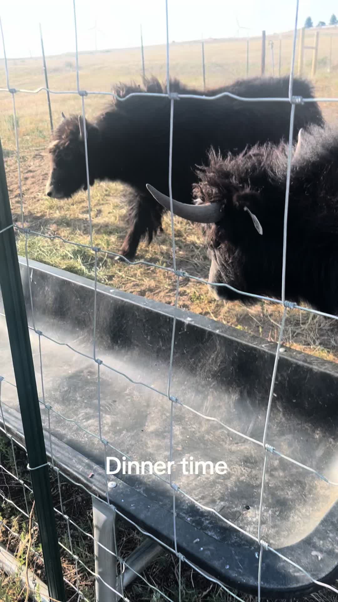 @Yakety Yak Ranch