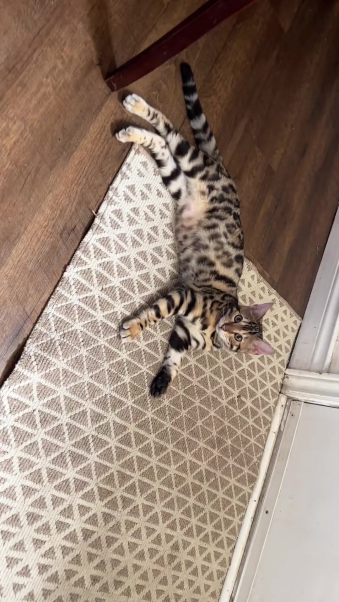 @Bengal Cats