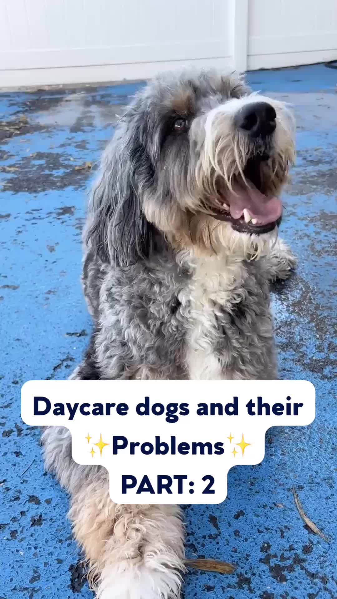 @Dan's Pet Care