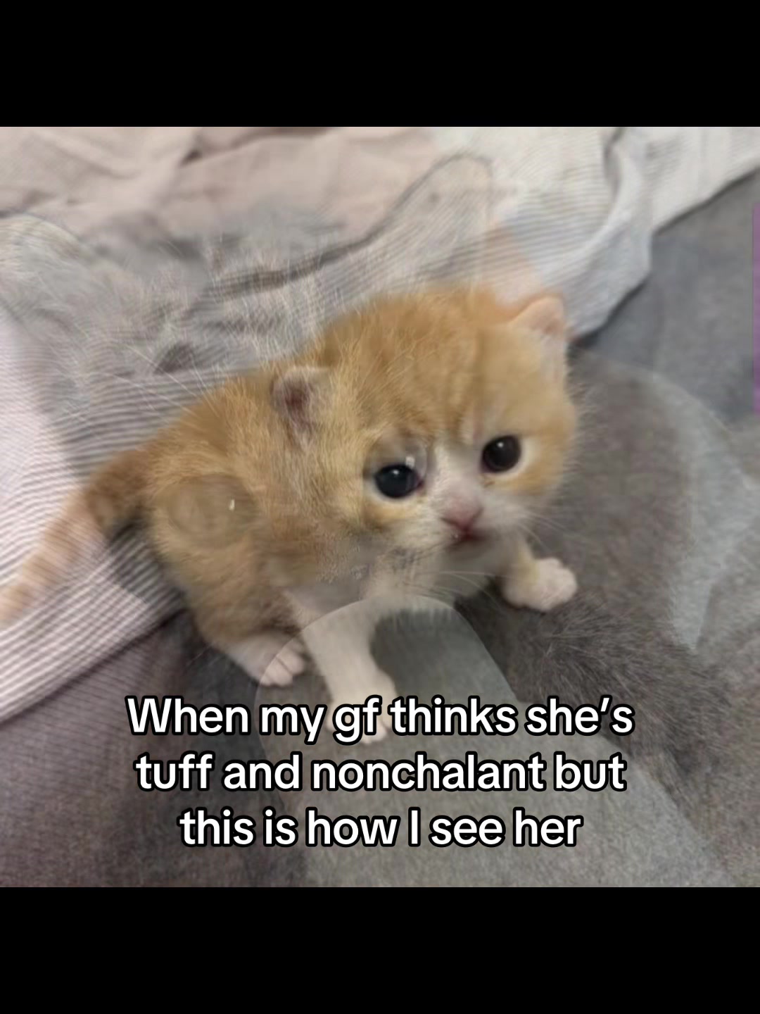 @LavanderCat