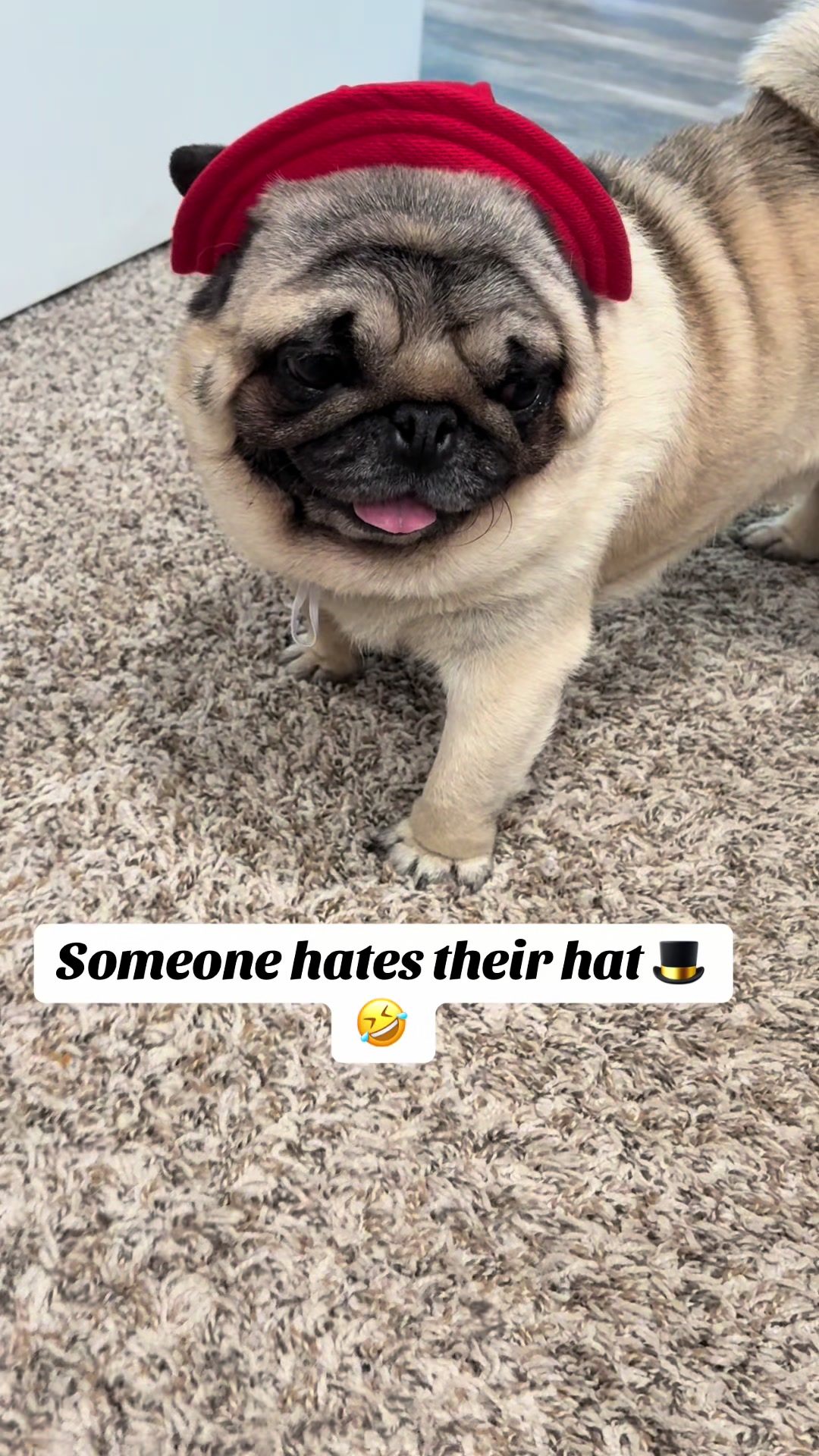 @Rocki the Pug ๐ถ