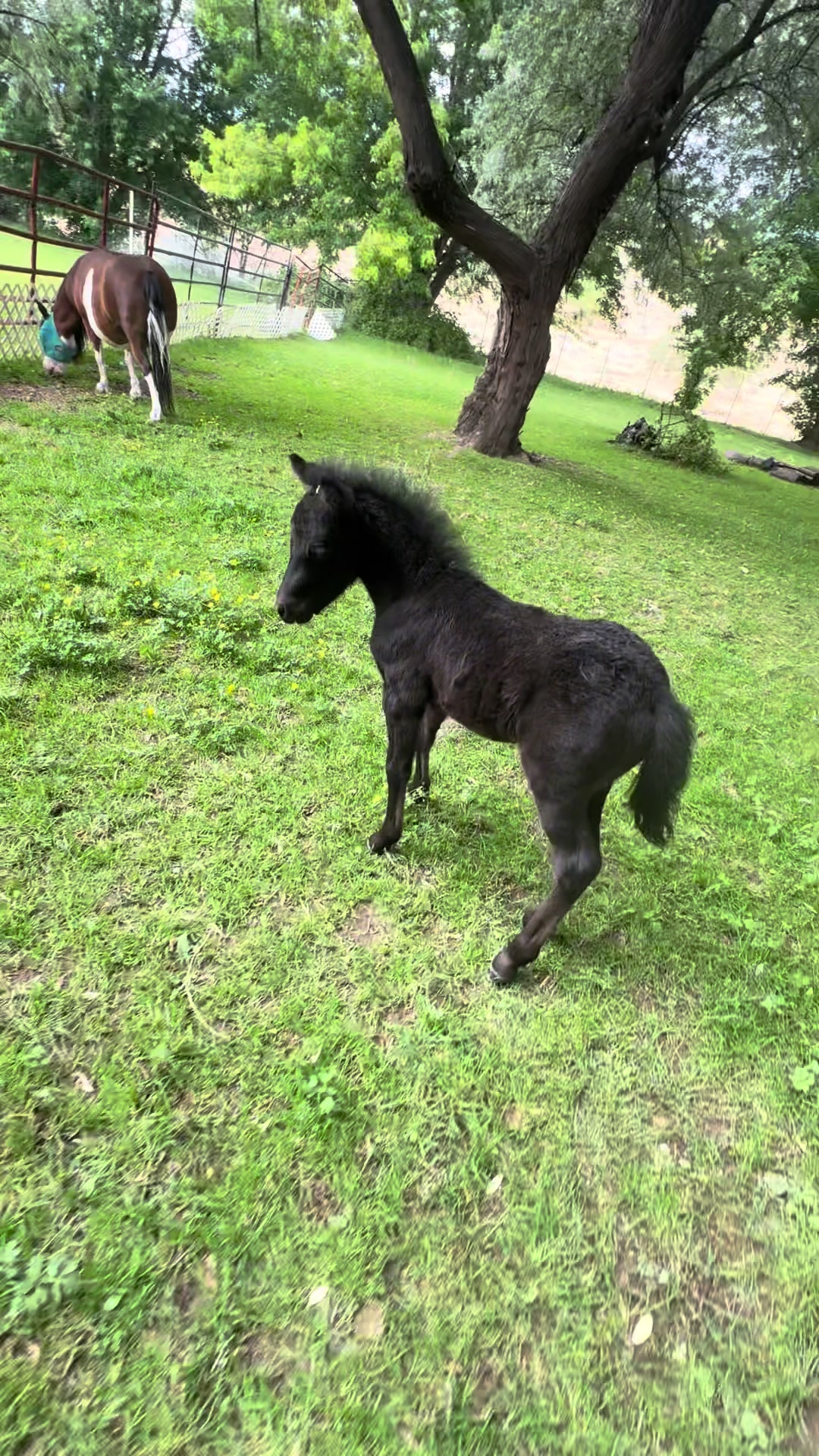 @Hot Sauce the Mini horse 🐎