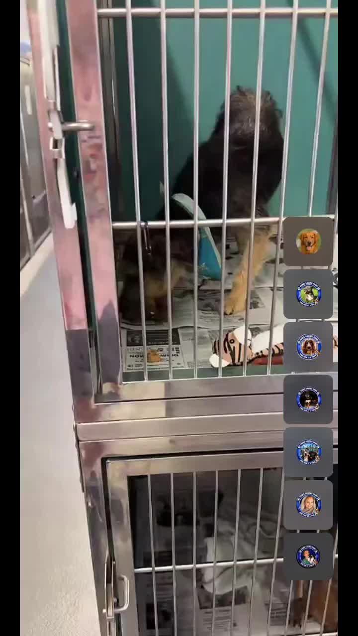 @pawssavingpaws