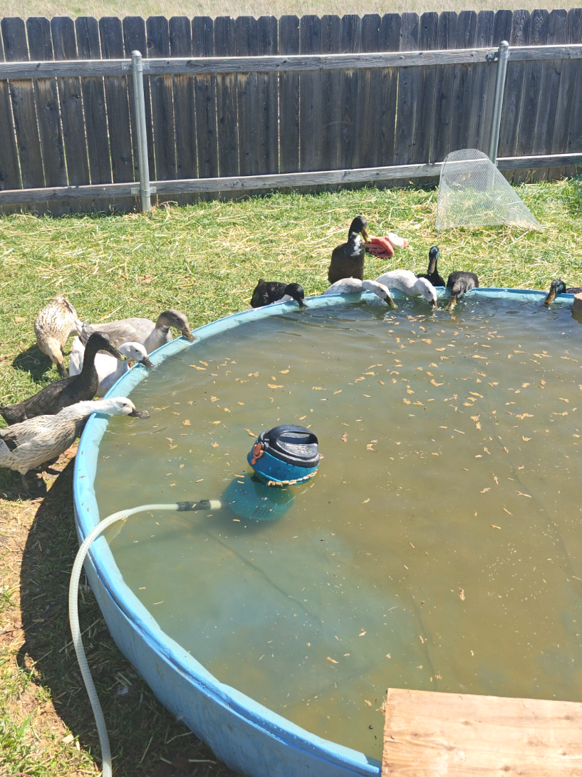 @Peaceful Point Homestead 🦆