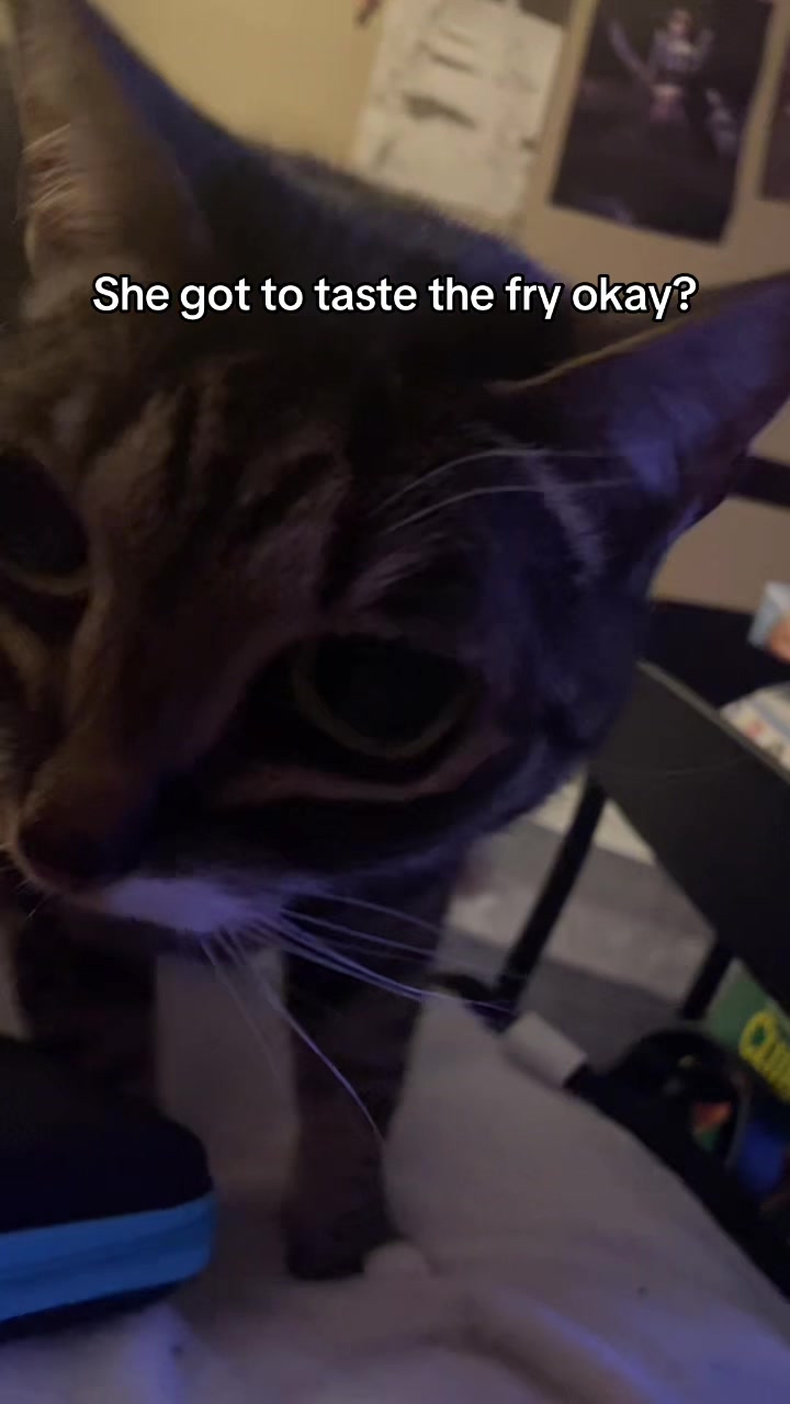 @𖦹𖥦𖦹CatsnGats𖦹𖥦𖦹