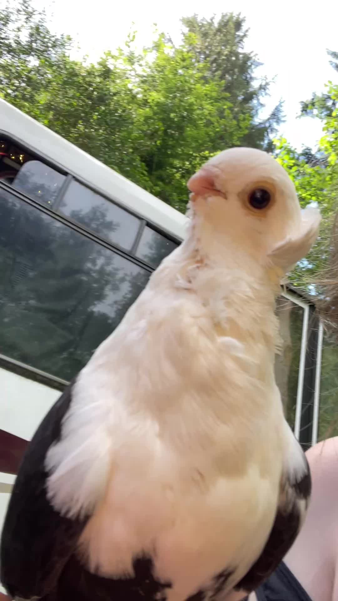 @Ava&rsquo;s Palomas 🕊️