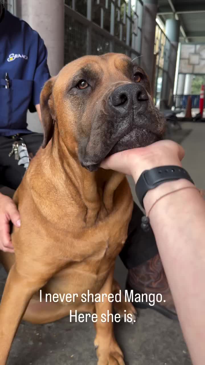 @Cane Corsos