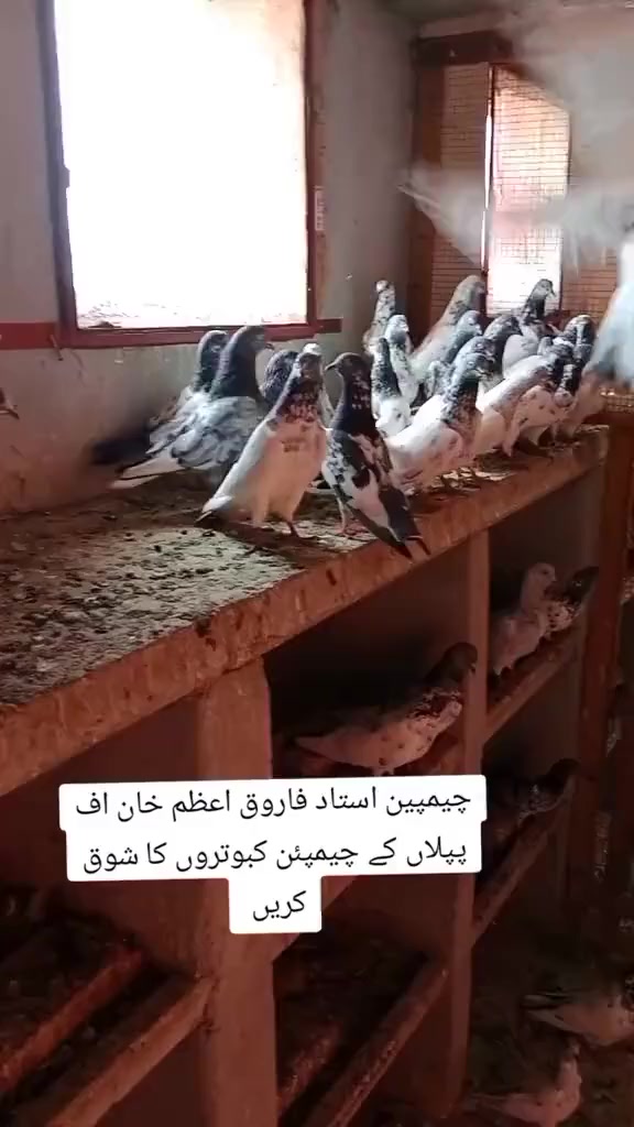 @ustadfarooqazamkhan