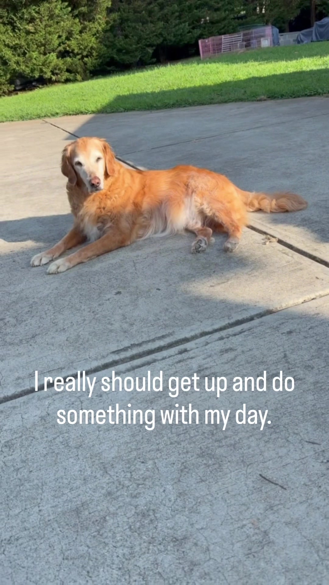 @DogMomisms
