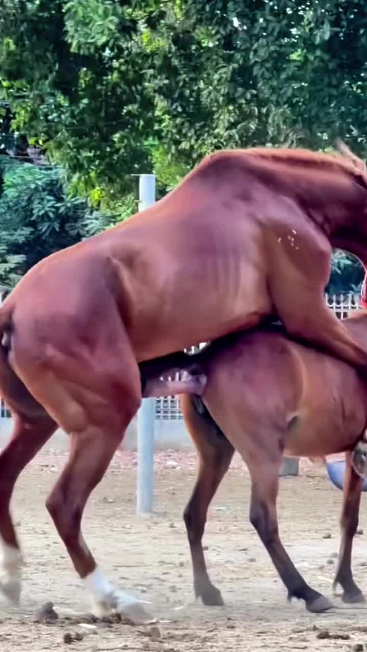 @horsebreeder