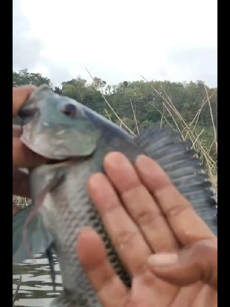 @MAFIA FISHING