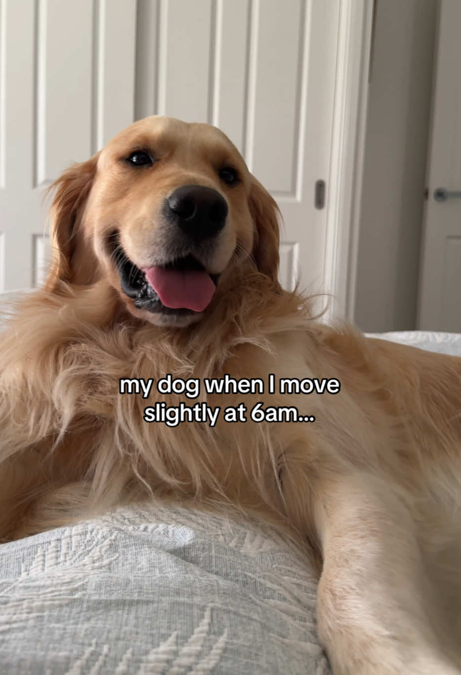 @lunas_golden_life