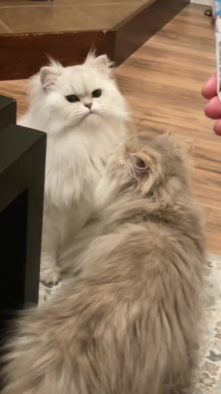 @Christypaw Persians