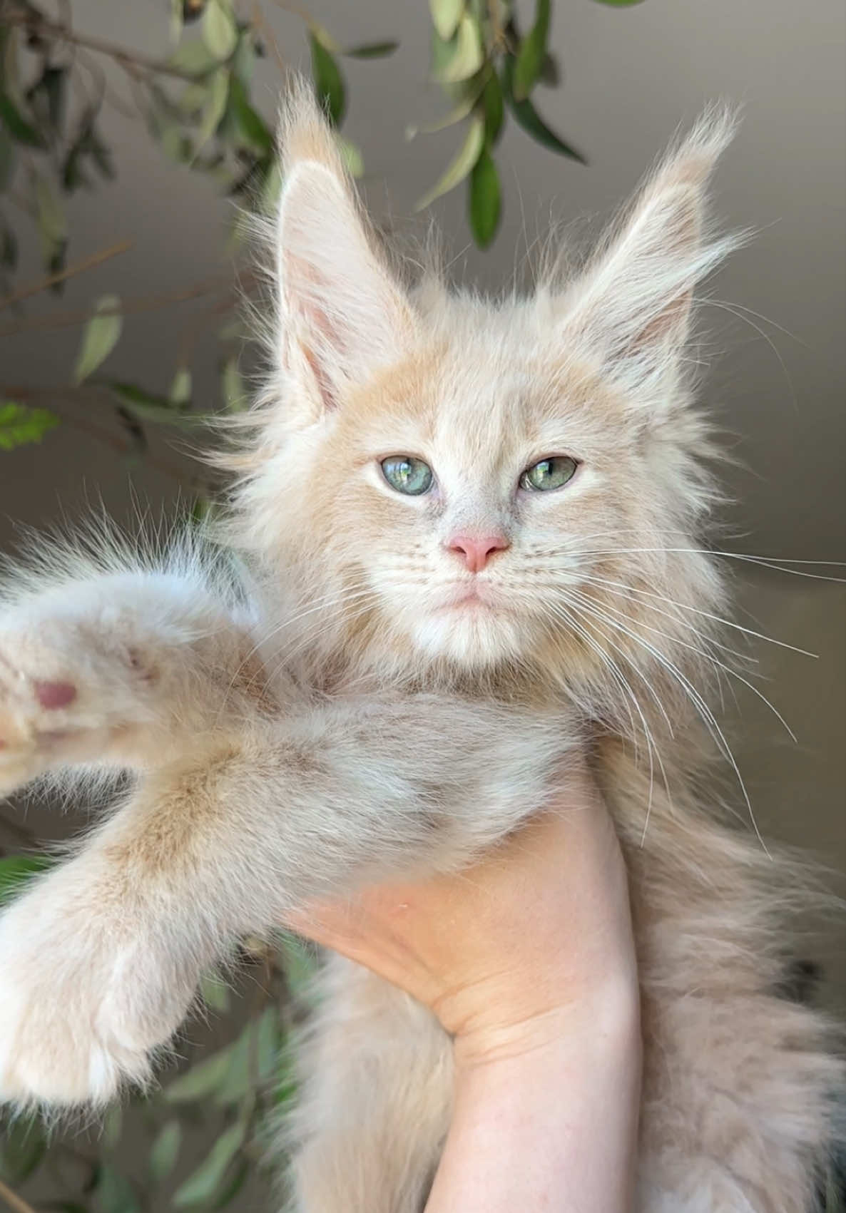 @Mossy Cottage Maine Coons 🌙
