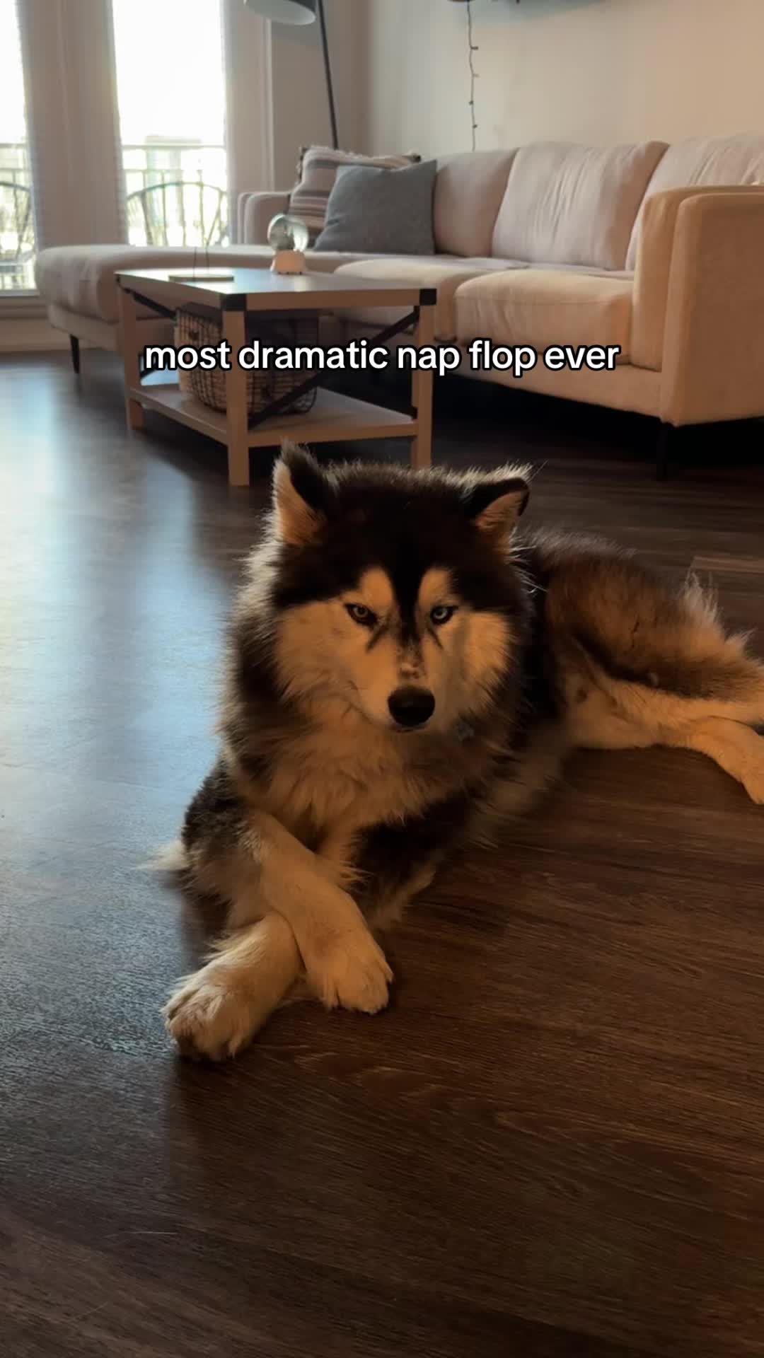 @Winnie & Wookie🐾
