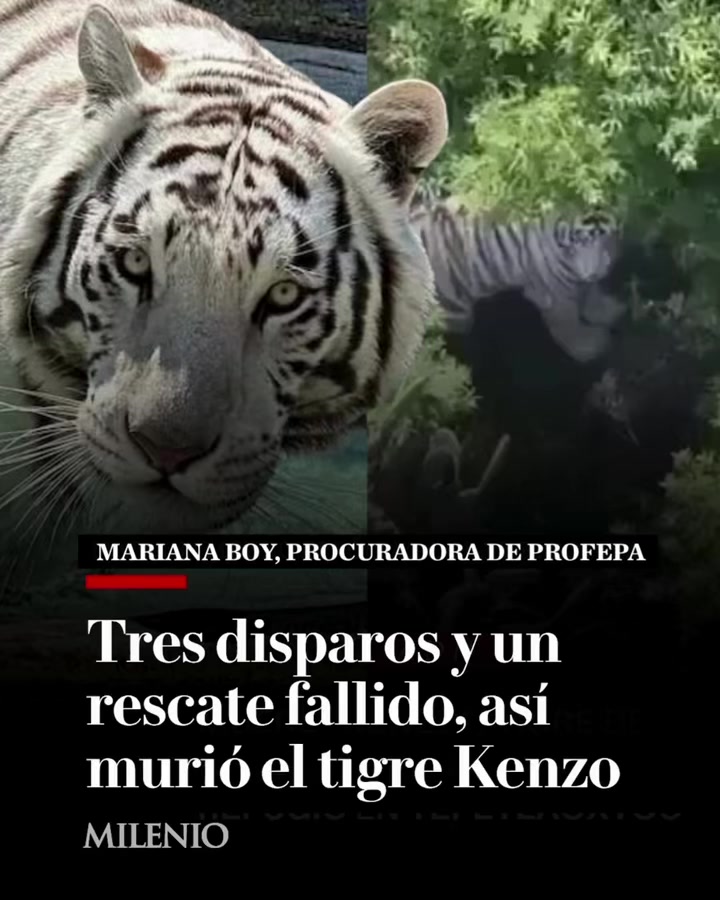 @MILENIO